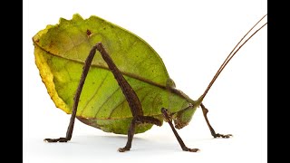 Master of Disguise: The Leaf-mimicking Katydid of Belize by The Best DIY Projects 70 views 8 days ago 7 minutes, 12 seconds