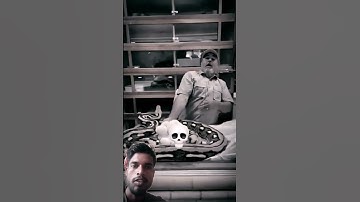 You are not afraid of snakes ☠️ #shorts #snake #animals #ytshorts
