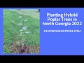 Planting Hybrid Poplar Trees in North Georgia 2022 from FastGrowingTrees.com(ft. The HandyWife)