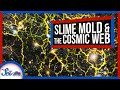 How Slime Mold Is Tackling Mysteries of Cosmology | SciShow News