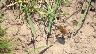 Bee Fly 100fps slow motion