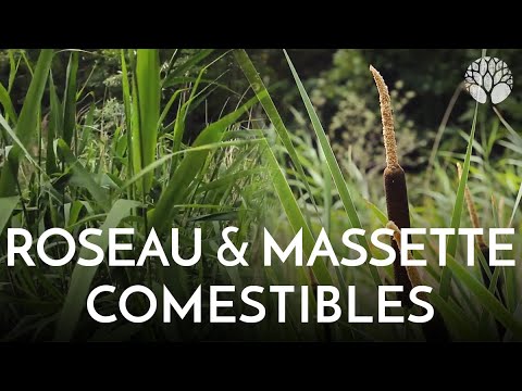 Vidéo: Parties comestibles des plantes de quenouille : quelles parties de la quenouille sont comestibles ?