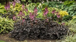 Astilbe Dark Side of the Moon | Walters Gardens