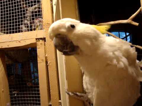 Video: Forskellen Mellem Kakadue Og Papegøje