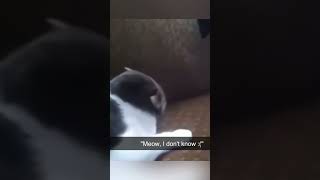where is the catnip? 😂 #cat #funnycatvideos #cats #funnyshorts #funnyvideo #cute #trending