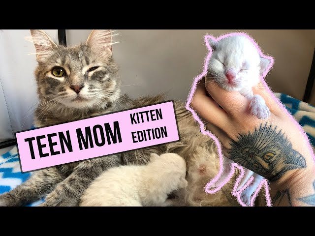 This young mama was still a kitten when she gave birth. Ugh. Now Im raising both kittens!