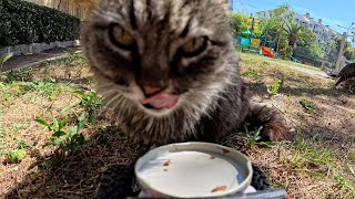 HUNGRY CAT WAITS HIS TURN FOR FOOD
