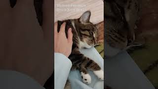 ЖизньVlog #live_vlog #видео #влог #мойдень #деньрождения #лето #июль #14июля #распаковка #торт