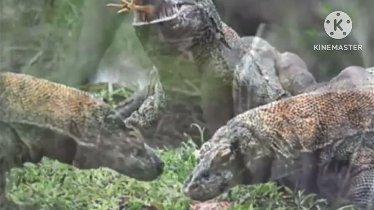 Komodo dragons attack and eat alive animal@IloveNTT - YouTube