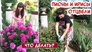 видео: Обрезка ПИОНА и ИРИСА после цветения. Подкормка и подготовка к зиме. картинка: Обрезка ПИОНА и ИРИСА после цветения. Подкормка и подготовка к зиме.