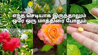 Grow plant faster using Aspirin/rose plant growing tips/how to use Aspirin tablet for plants