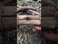 Papan api 2 kayu ikat #survivalfire #bushcraft #creativesurvival #firemaking