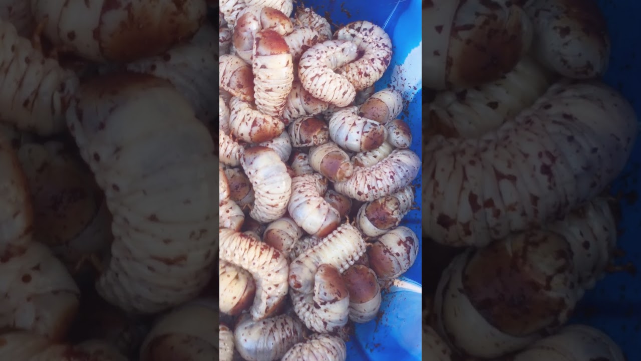 Live Maggots YouTube