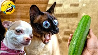 Try Not To Laugh🤣🦮Funniest Cats and Dogs 2024🐶#5 by Pet Killahbeec  76 views 5 days ago 37 minutes