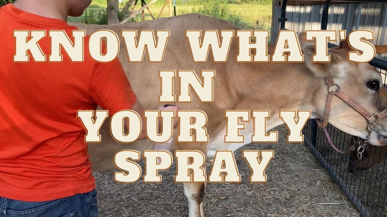 Homemade Cattle Fly Sprayer edu.svet.gob.gt