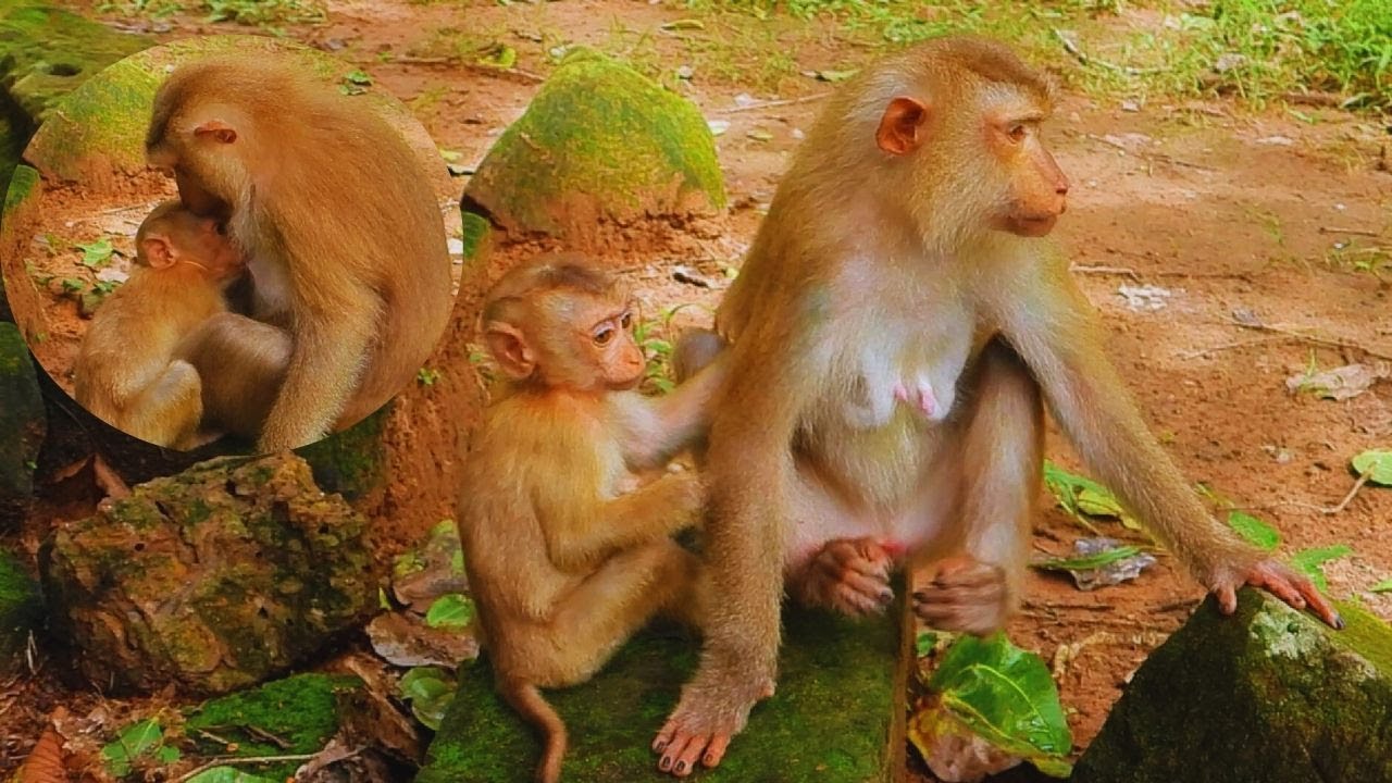 sweetie-monkey-cute-girl-jovi-likes-a-ngry-mom-joyce-tries-to-stop
