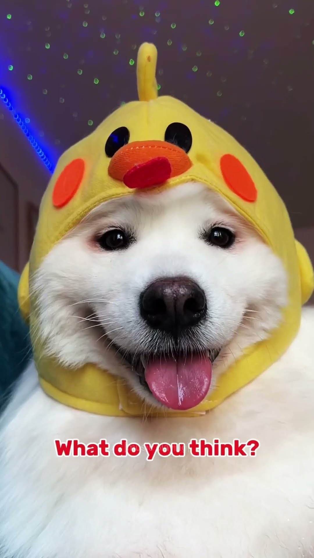 love your hat so much @ShiroTheBuddy #samoyed #dog #dogsinhats