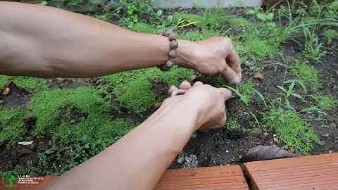 kỹ thuật trồng nhân giống và chăm sóc rêu cho non bộ tiểu cảnh