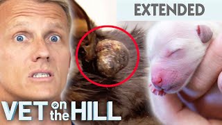 Cat's Huge Ear Mass Removed and Dire Emergency Puppy Birth  Vet On The Hill Extended | Bondi Vet
