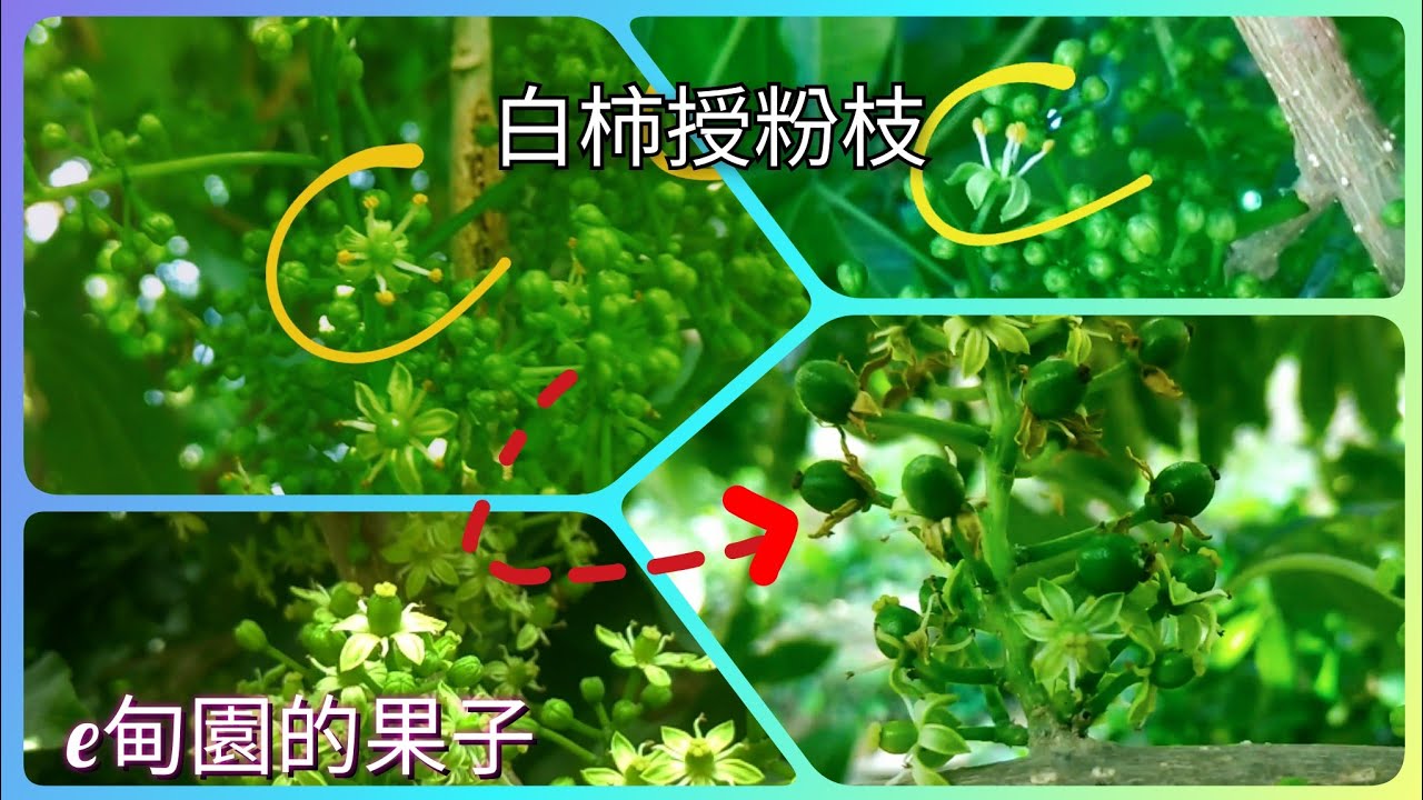 為什麼「白柿」需要授粉樹?影片告訴你! 2023年1月20日 - YouTube