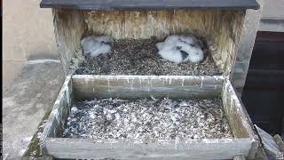 Main Camera - 05/31/26