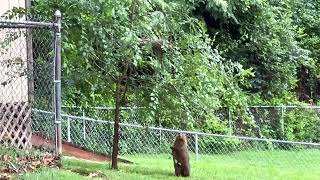 Groundhogs Do Climb trees