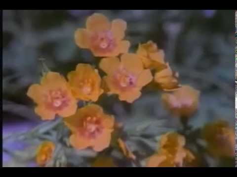 {artistName}의 {trackName} 뮤직 비디오 보기