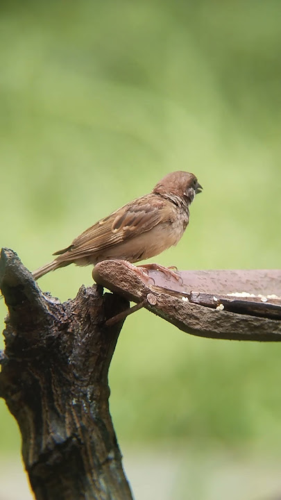 Sparrow Minang