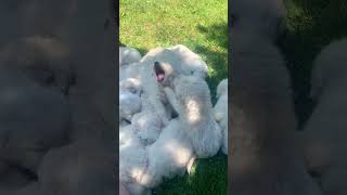 Marshmallow Squad  #puppy #dogs #animals #shorts