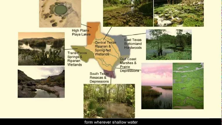 Texas Wetlands - L10.3 CCE