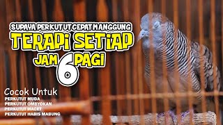 SUARA PERKUTUT LOKAL MELATIH MENTAL PERKUTUT MUDA