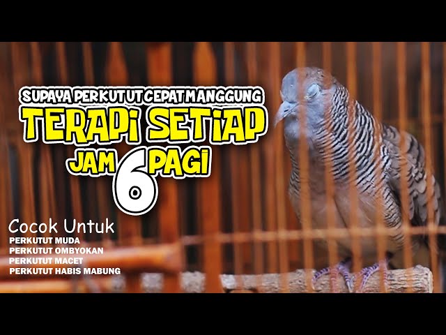 SUARA PERKUTUT LOKAL MELATIH MENTAL PERKUTUT MUDA class=