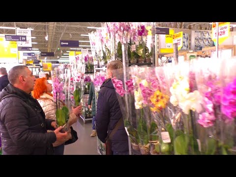 Это ВТОРОЙ видео обзор орхидей к 8 марта в Леру Мерлен, с названиями.