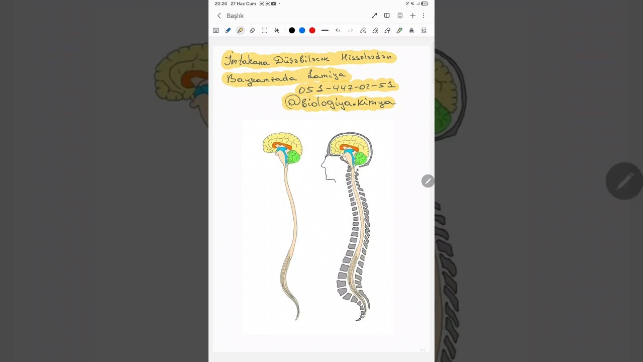 Simpatik və parasimpatik sinirlər