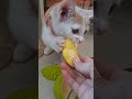 my 2 months old kitten enjoy playing #animalshorts #littlecats #kitten #cat #viral #cute #lovepets