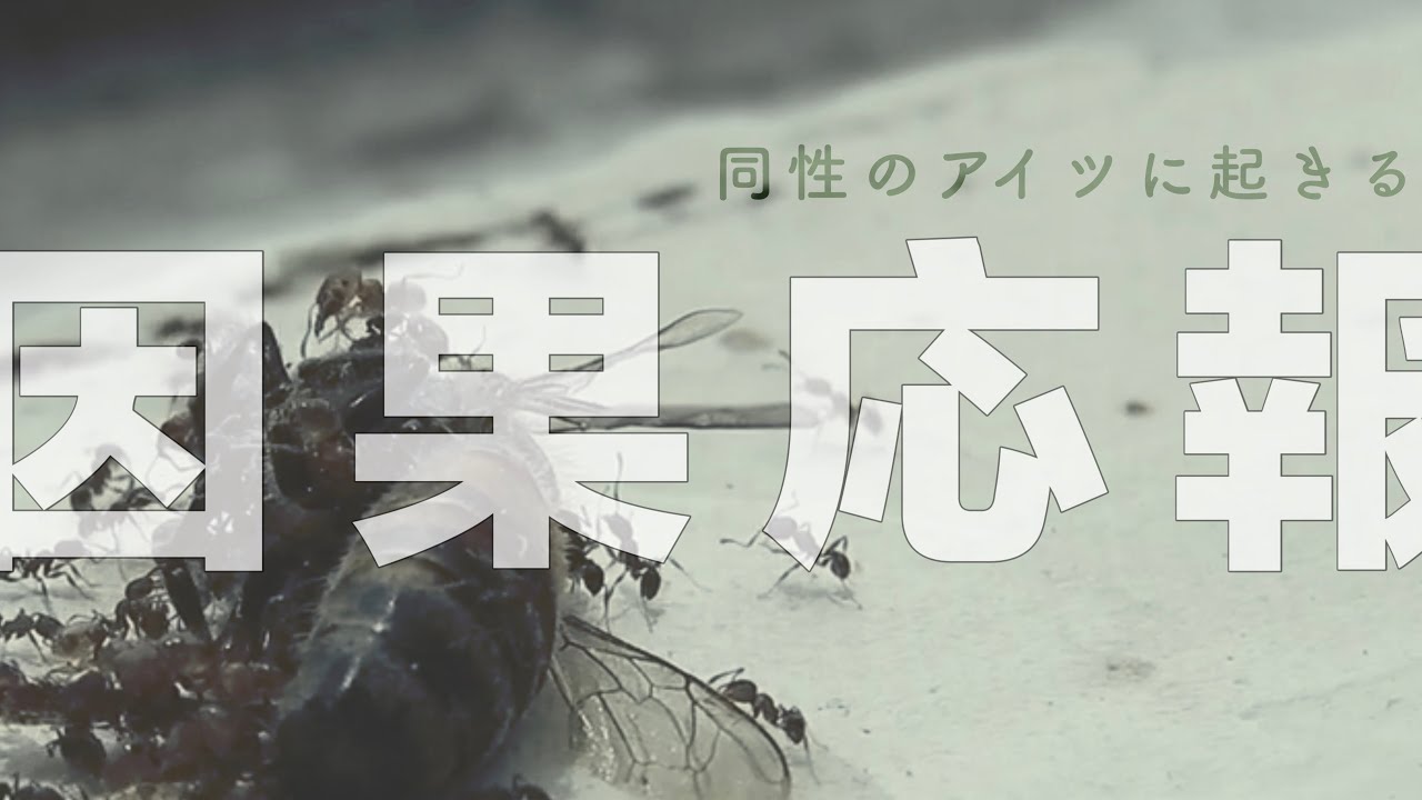 因果応報『同性のアイツに起きること』タロット