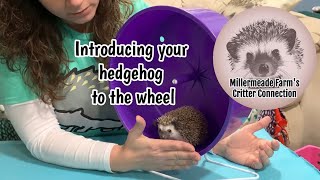 First time using wheel | How to introduce your hedgehog to using a wheel