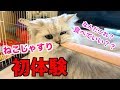 最強の猫ブラシねこじゃすり！！使ってみたら反応がやばかった！？【癒し】