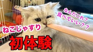 最強の猫ブラシねこじゃすり！！使ってみたら反応がやばかった！？【癒し】
