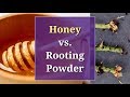 Honey vs Rooting Powder: A Propagation Trial