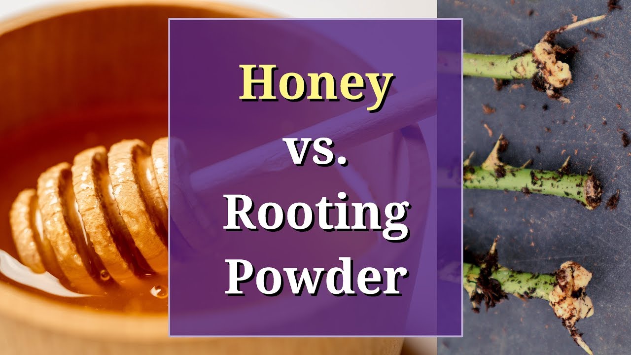 Honey Vs Rooting Powder A Propagation Trial YouTube Honey Vs Rooting Powder A Propagation Trial YouTube