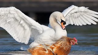 CRUCE CISNE y GALLINA (aves de corral online)