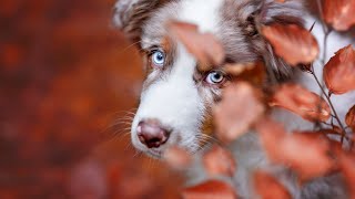Potty Training an Australian Shepherd Puppy   Tips and Techniques