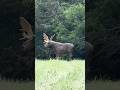 Total Archery Challenge 80yd moose 12 Ring!