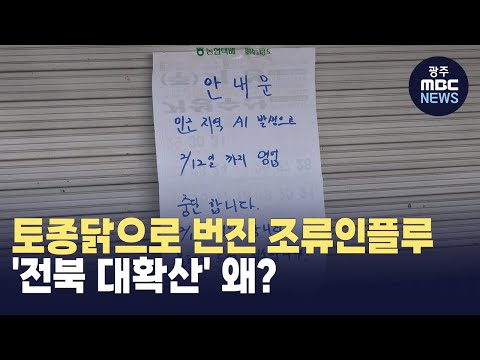 [전주] 토종닭으로 <strong>번진</strong> 조류인플루.. &amp;#39;전북 대확산&amp;#39; 왜? (뉴스투데이 2025.02.12 광주MBC)