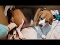 Beagle (April),....helping her to give birth