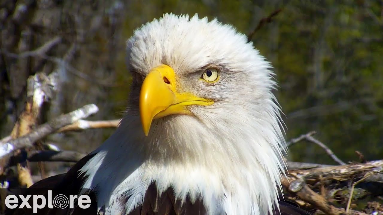 decorah eagles powered by explore org youtube decorah eagles powered by explore org youtube