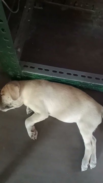 why-is-my-puppy-shaking-while-sleeping-pets-doglover-shorts-youtube
