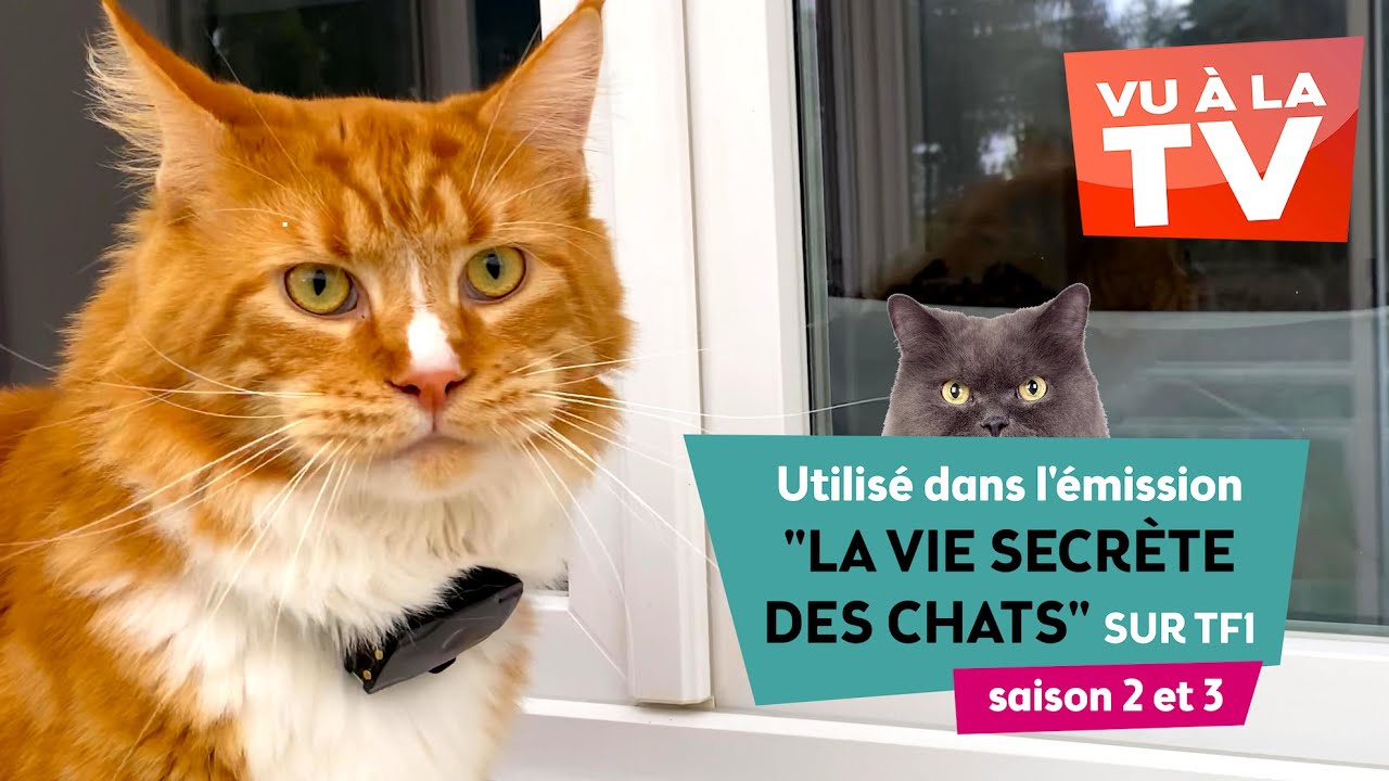 Lookat - Collier GPS pour chats utilisé dans l'émission La Vie Secrète des  Chats sur TF1 - YouTube