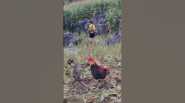 gà rừng mái gọi trống đỉnh cao.poj qaib qus xeev zoo